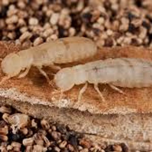 Two termites on a piece of wood.
