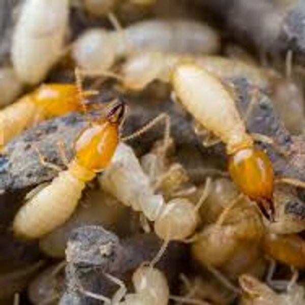 Formosan Termites Pensacola, FL.