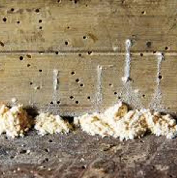 Powder Post Beetles Pensacola, FL