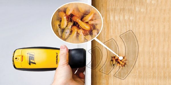 Sonogram wall penetrating termite inspections. Pest Safari 404 e. Cervantes Pensacola, FL. 32501