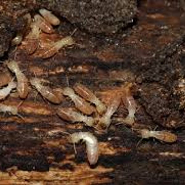 Subterranean Termites Pensacola, FL