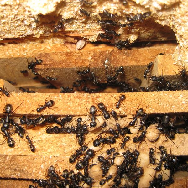 Black ants on wooden surfaces.
