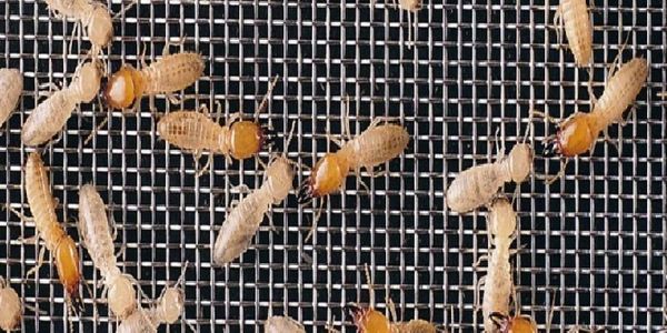 Termites can't get through, for the life of your home. Pensacola and Milton Florida areas.