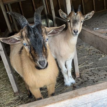 Two goats with horns standing in a barn.