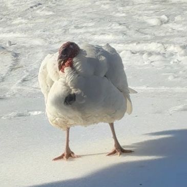 A white turkey standing on snow, looking backward.