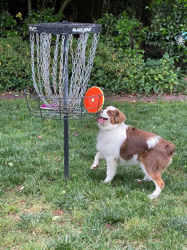 Disc Golf