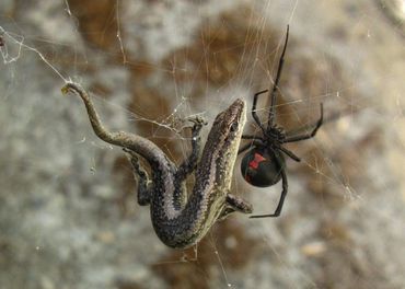 Female Black Widow Control.