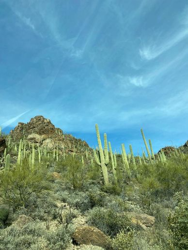 mountain view of Saguaro National Park with blue sky with wispy clouds Arizona desert