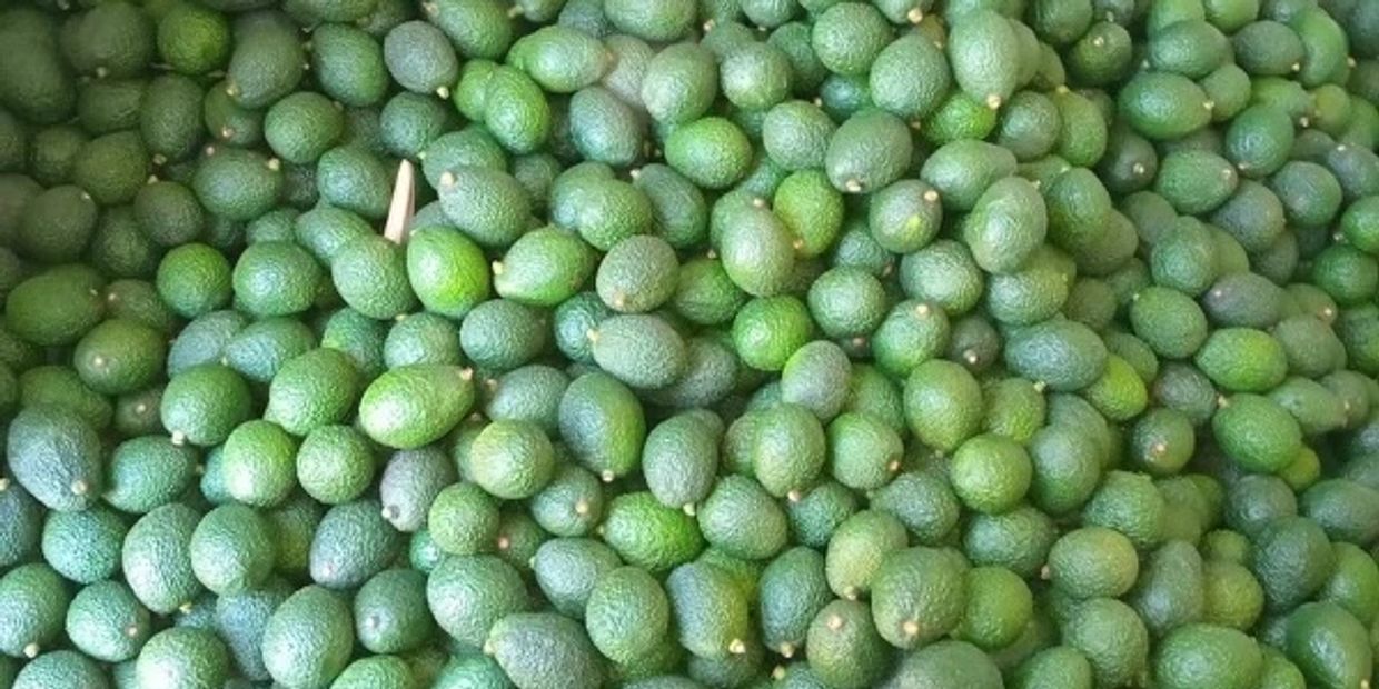 Pile of fresh green avocados.