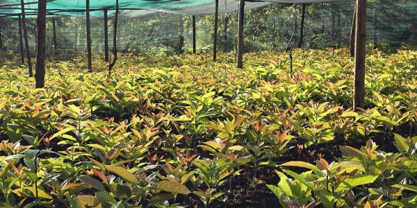 A nursery with young plants under shade netting.