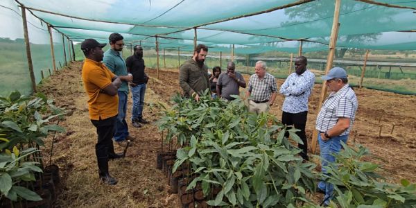 Group of men inspecting plants in a greenhouse.