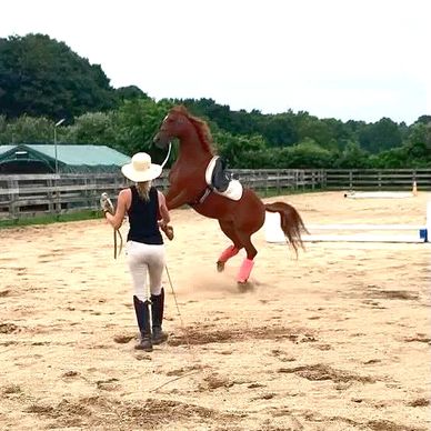 Horse training for behavior issues.
