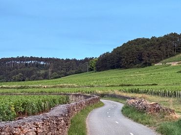 Road in Burgundy