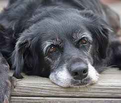 Dog rescue
senior dogs
Animal rescue