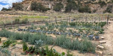 A vegetable garden with rows of plants and a rocky hill in the background.