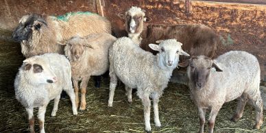Group of six sheep in a barn.