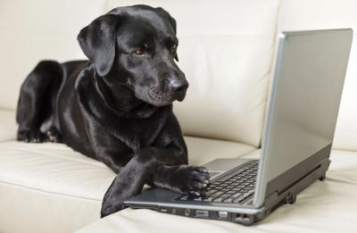 Black Dog Marcom Content Marketing Agency