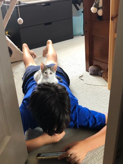 Thor!  A purrfectly marvel-ous character!