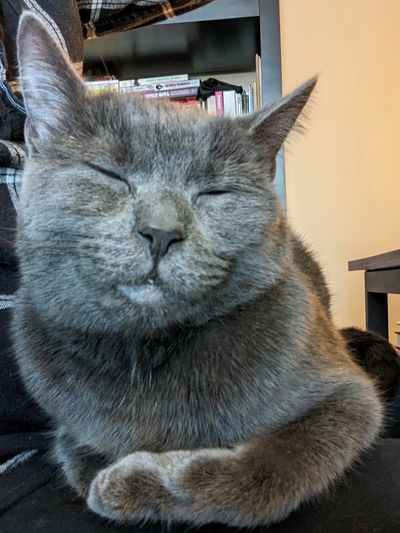 Grey cat sleeping on man's lap.