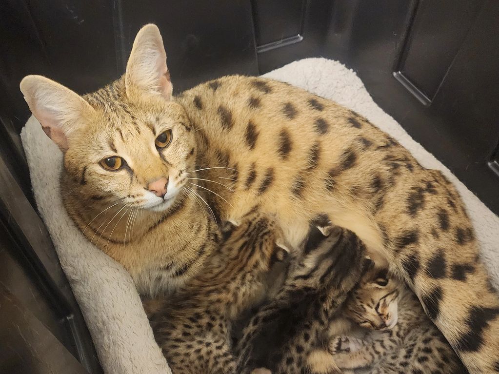 Mom cat feeding babies