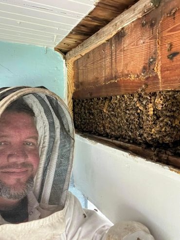 Beekeeper inspecting a large honeybee hive inside a wall.