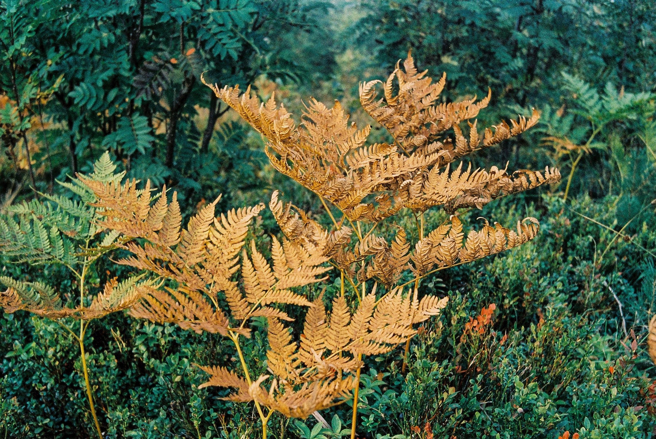 Leicaflex SL2
Frontier 125