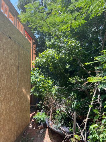 branches touching building