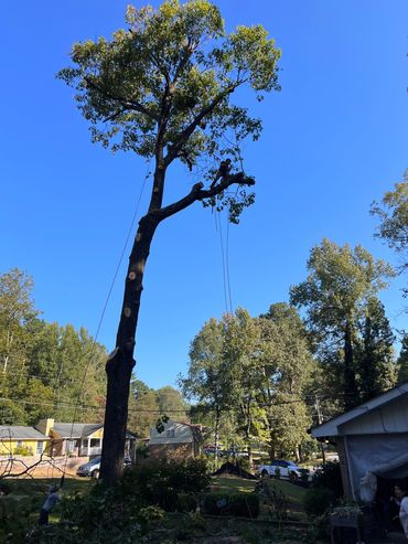 Tree Removal
