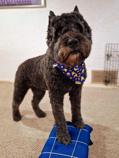Black dog with curly fur wearing a blue bandana.