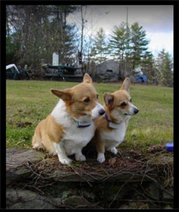 Contained by Hidden Fence Systems