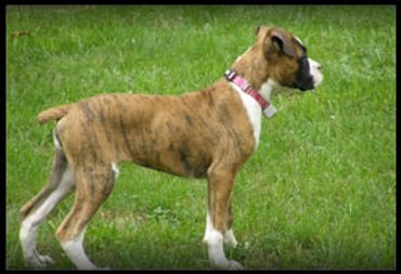 Contained by Hidden Fence Systems