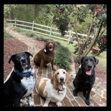 Dogs contained by Hidden Fence Systems