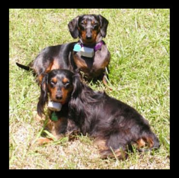 Contained by Hidden Fence Systems