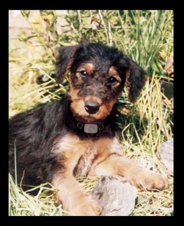 Contained by Hidden Fence Systems