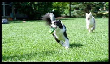 Contained by Hidden Fence Systems