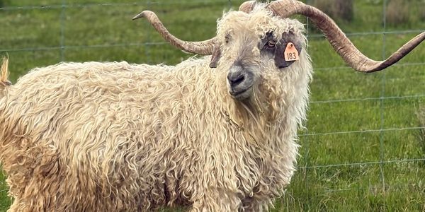 A curly-haired goat with large, curved horns stands in a grassy field.