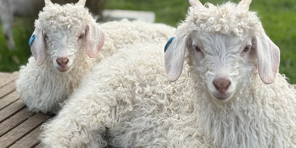 Two fluffy white Angora goats resting closely together outdoors.