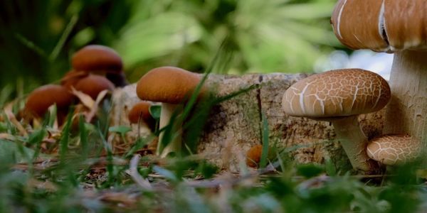 TREE STUMP SPROUTING, STUMP SPROUTING, STUMP DECAY, STUMP PESTS