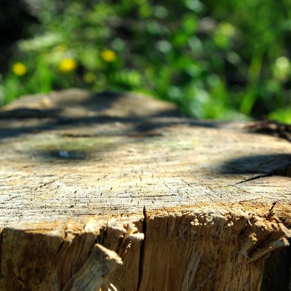 STUMP REMOVAL, STUMP GRINDING, STUMP DECAY,