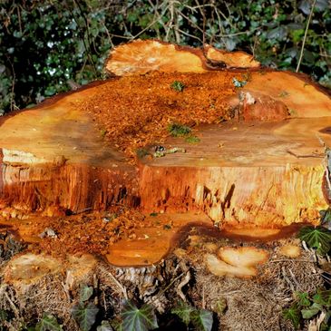 STUMP GRINDING BENEFITS, STUMP GRINDER