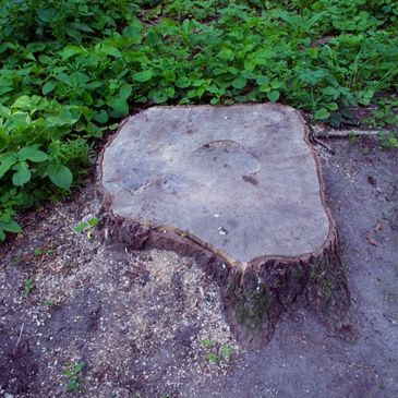 STUMP REMOVAL SAFETY, TREE STUMP HAZZARD