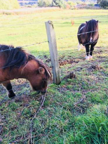Meet the cute shetland ponies… They love to say hello