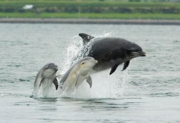 Visit nearby Chanonry Point to spot our resident dolphins! 
You are in for a real treat!