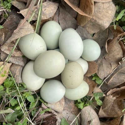 Silverudds Blue Eggs