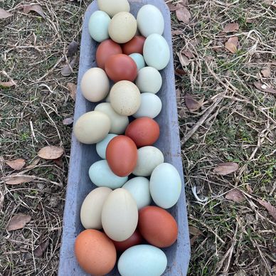 Rainbow Eggs