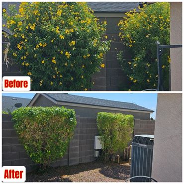 Before and after images of yellow flowering bushes trimmed into neat shapes.
