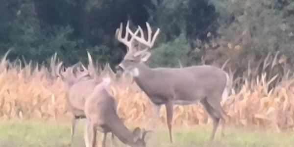 Whitetail Deer Hunting Preserve in Indiana