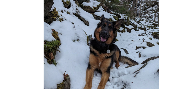 AJ very clearly enjoying her walk in the park. Uisge Bàn Falls Baddeck, Cape Breton, Nova Scotia.