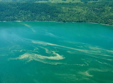 Lake Pollution survey