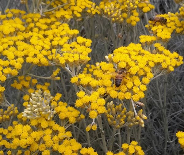Helichrysum blooming & harmonic vibration of bees in our Eden apothecary garden by Sacred Emanations